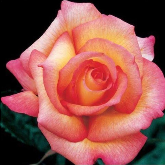 Meet your Posher, Billie - Picture 1 of 1